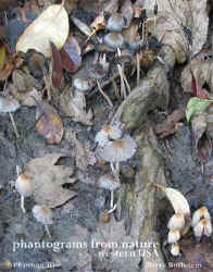 FrontCoverLook.jpg (33961 bytes)