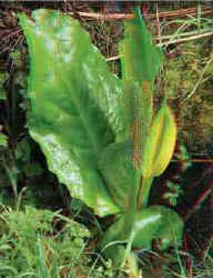SwampDwellerCropped.jpg (12174 bytes)