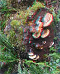 WoodlandFungiCropped.jpg (14282 bytes)