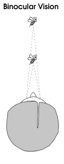 person viewing 3d