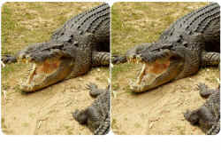 croc_head.JPG (57999 bytes)