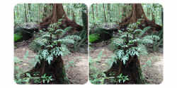 holmes rainforest1.jpg (44606 bytes)